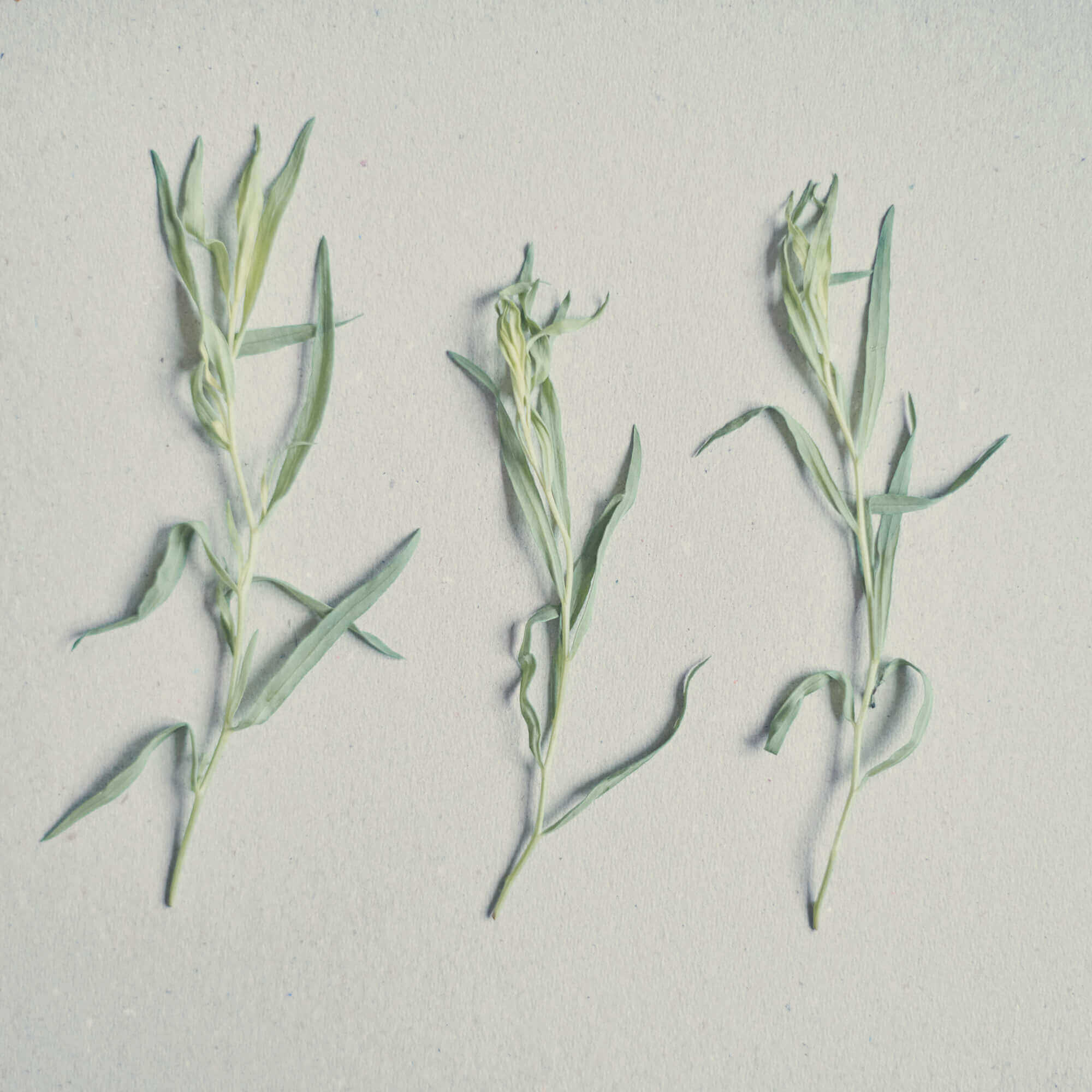 Organic Palmarosa, Ffern perfumery ingredient