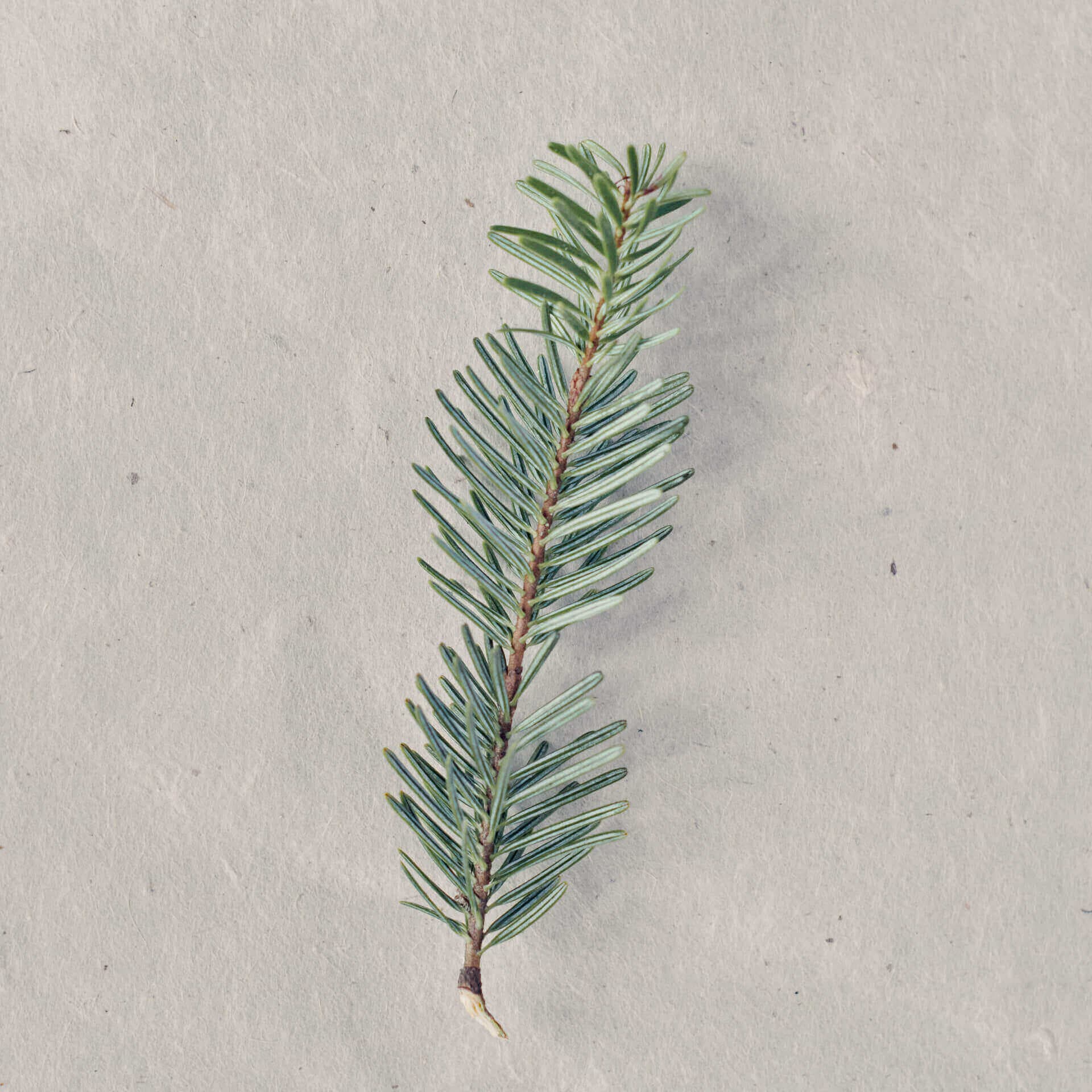 Organic Balsam fir, Ffern perfumery ingredient