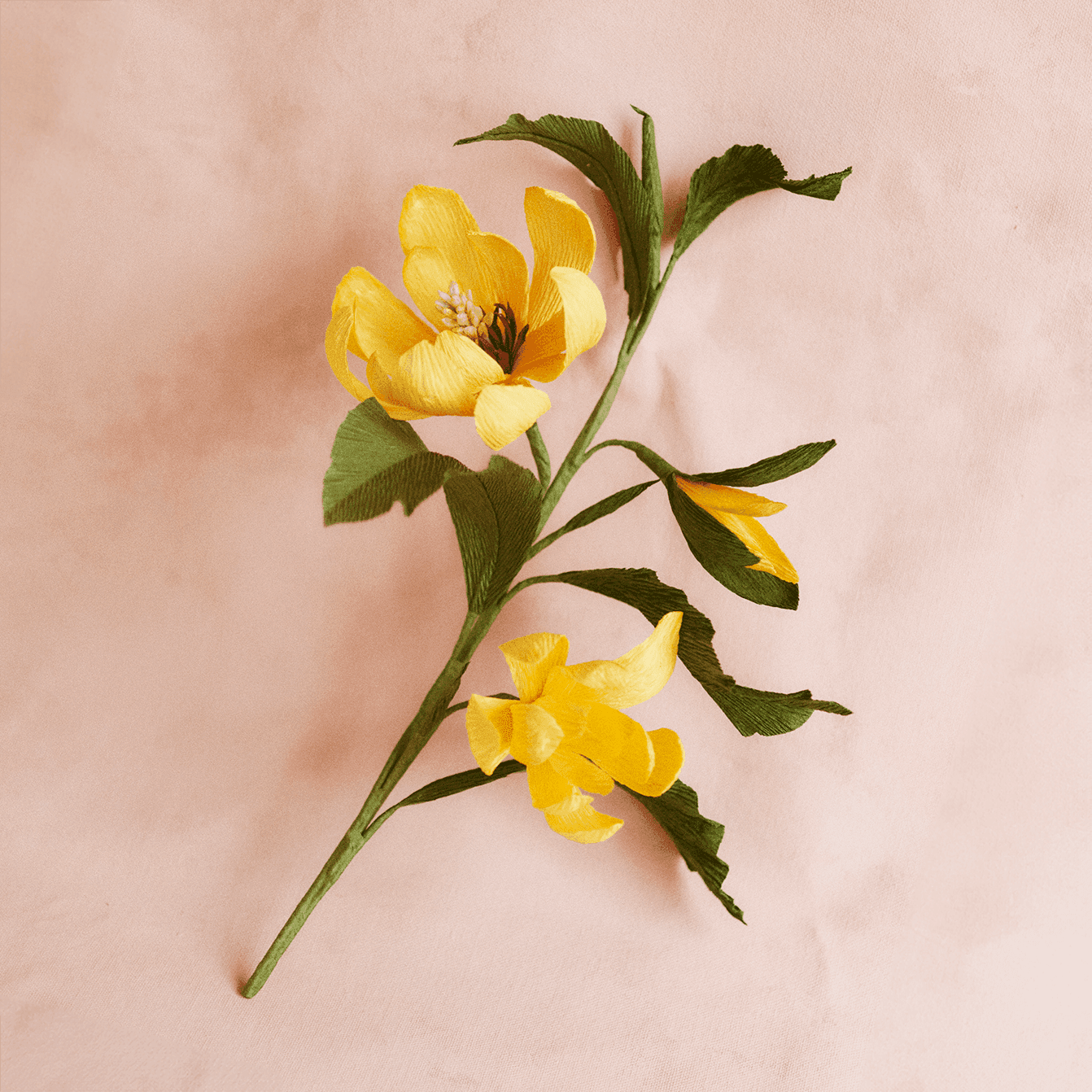 Organic Red champaca flower, Ffern perfumery ingredient