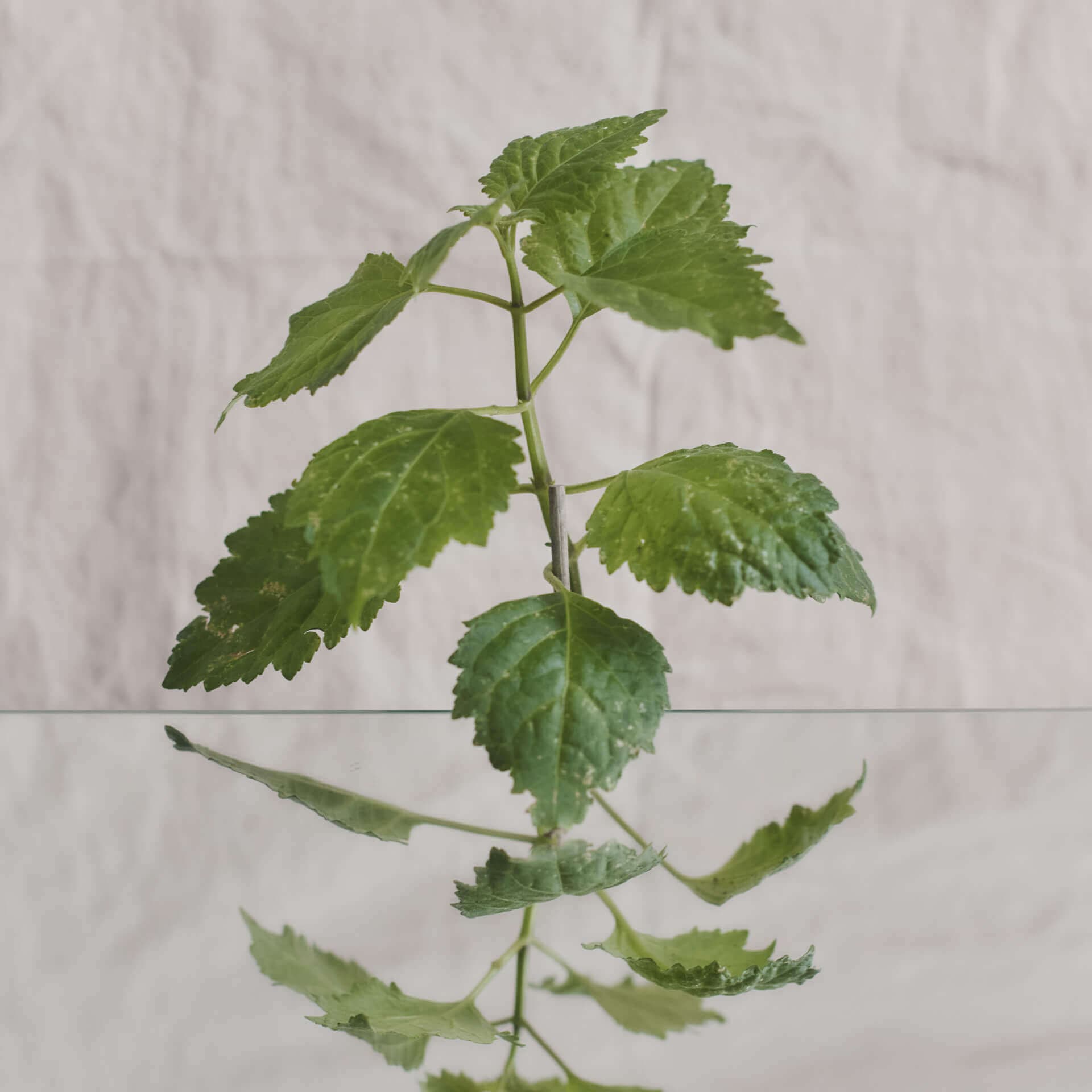 Organic Patchouli, Ffern perfumery ingredient