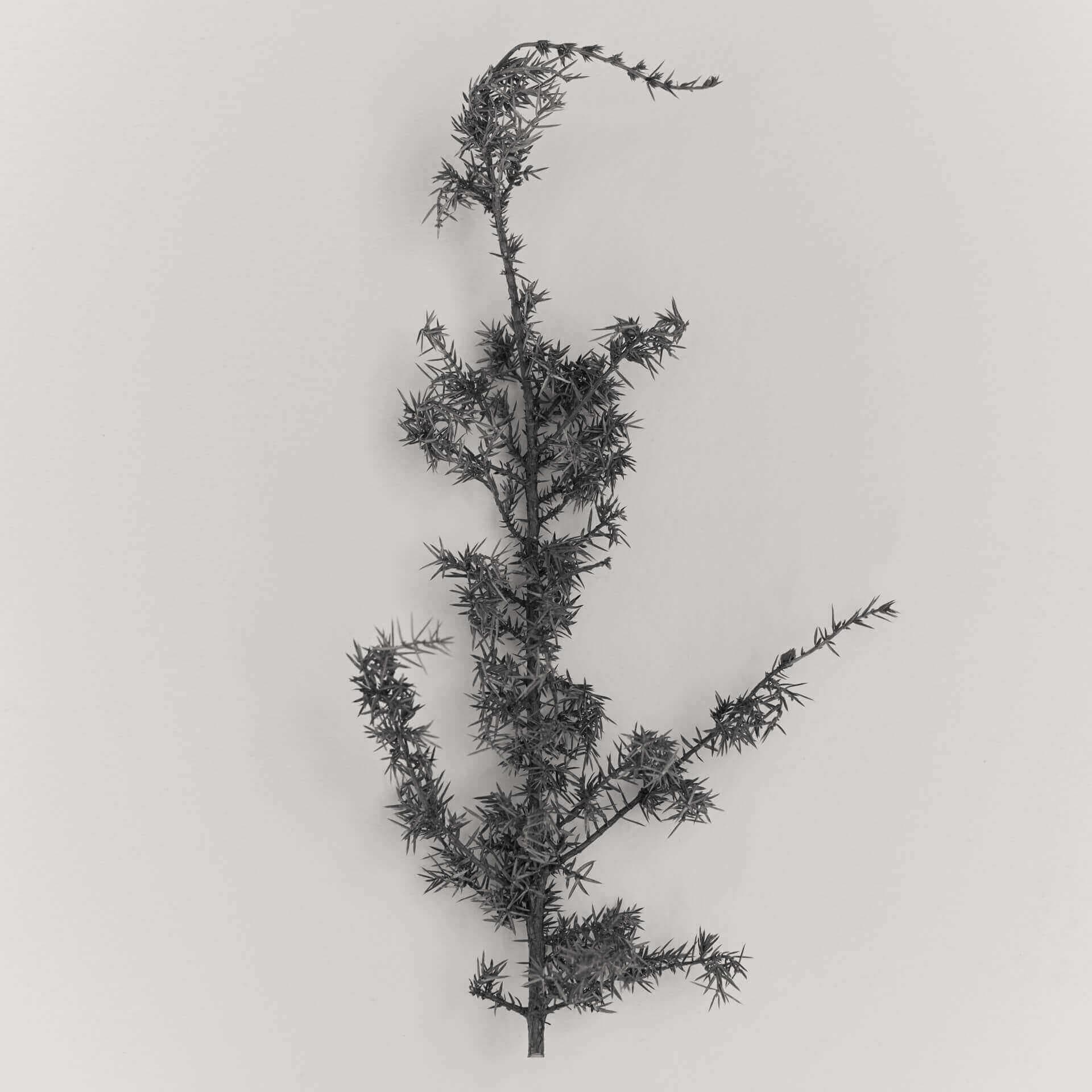Organic Juniper berry, Ffern perfumery ingredient