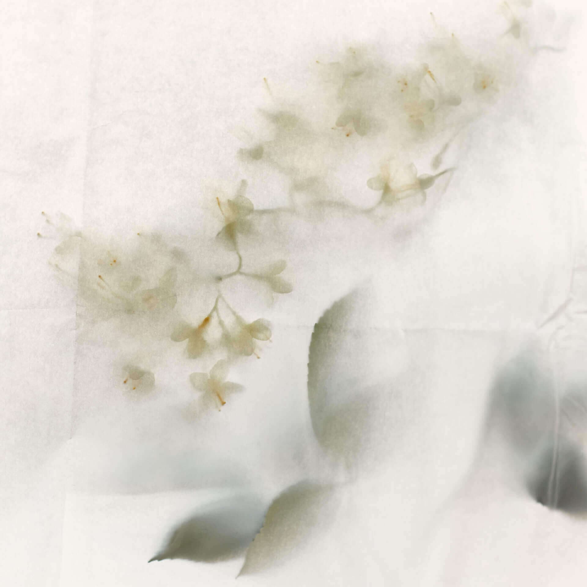 Organic Elderflower, Ffern perfumery ingredient
