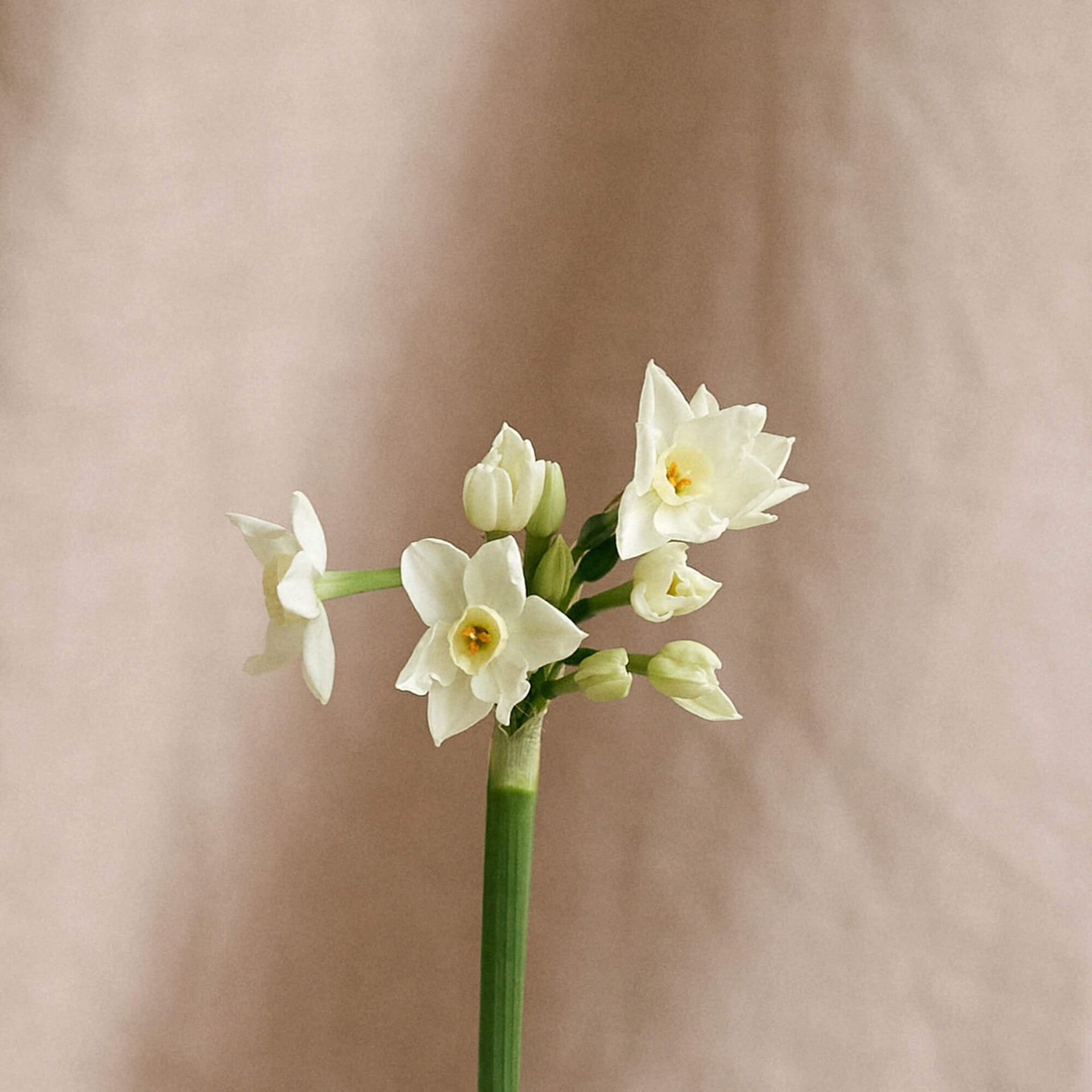 Organic Narcissus, Ffern perfumery ingredient