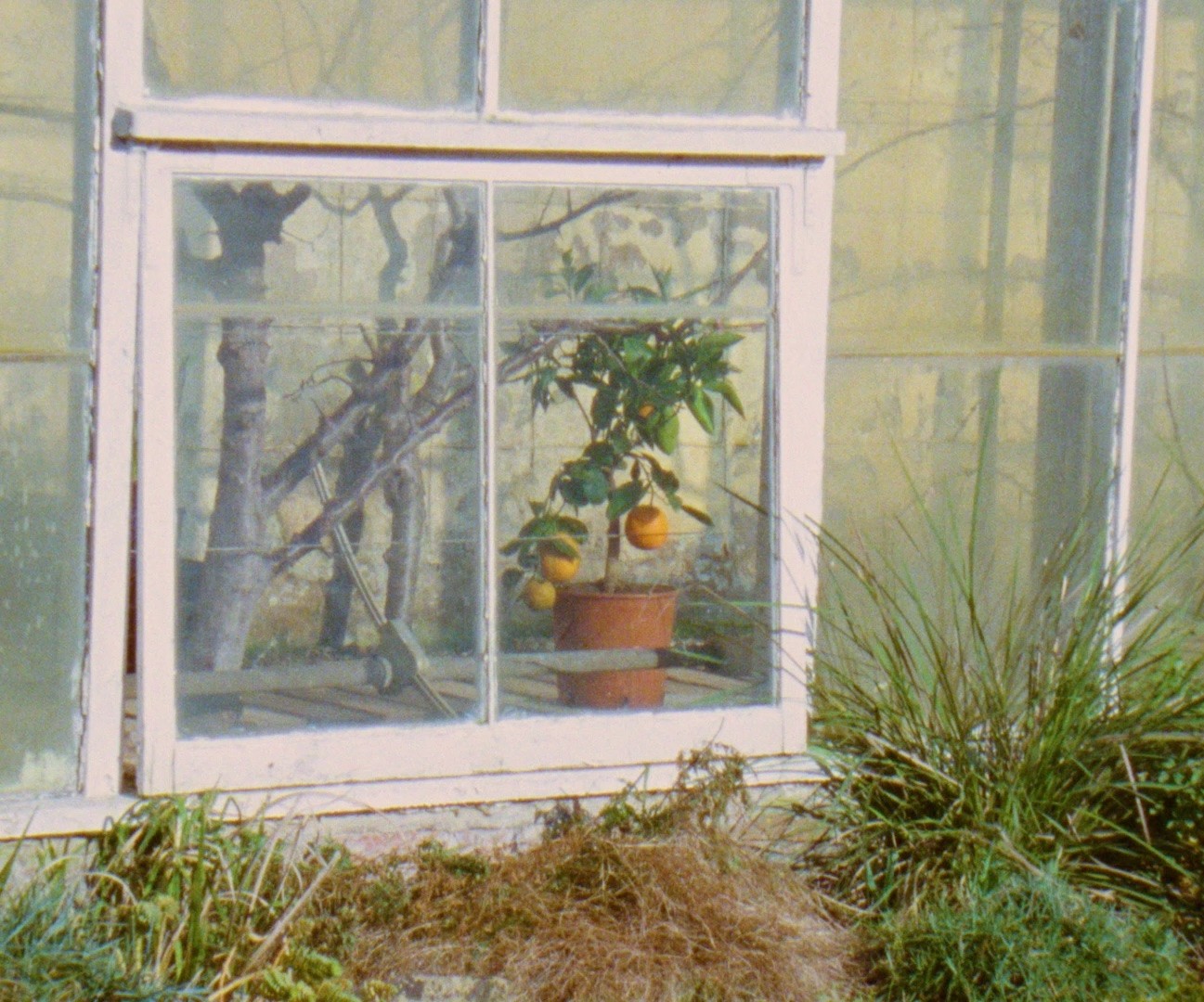 Ffern perfume greenhouse with orange trees